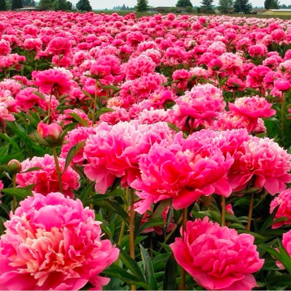 Meet your Posher, Floral